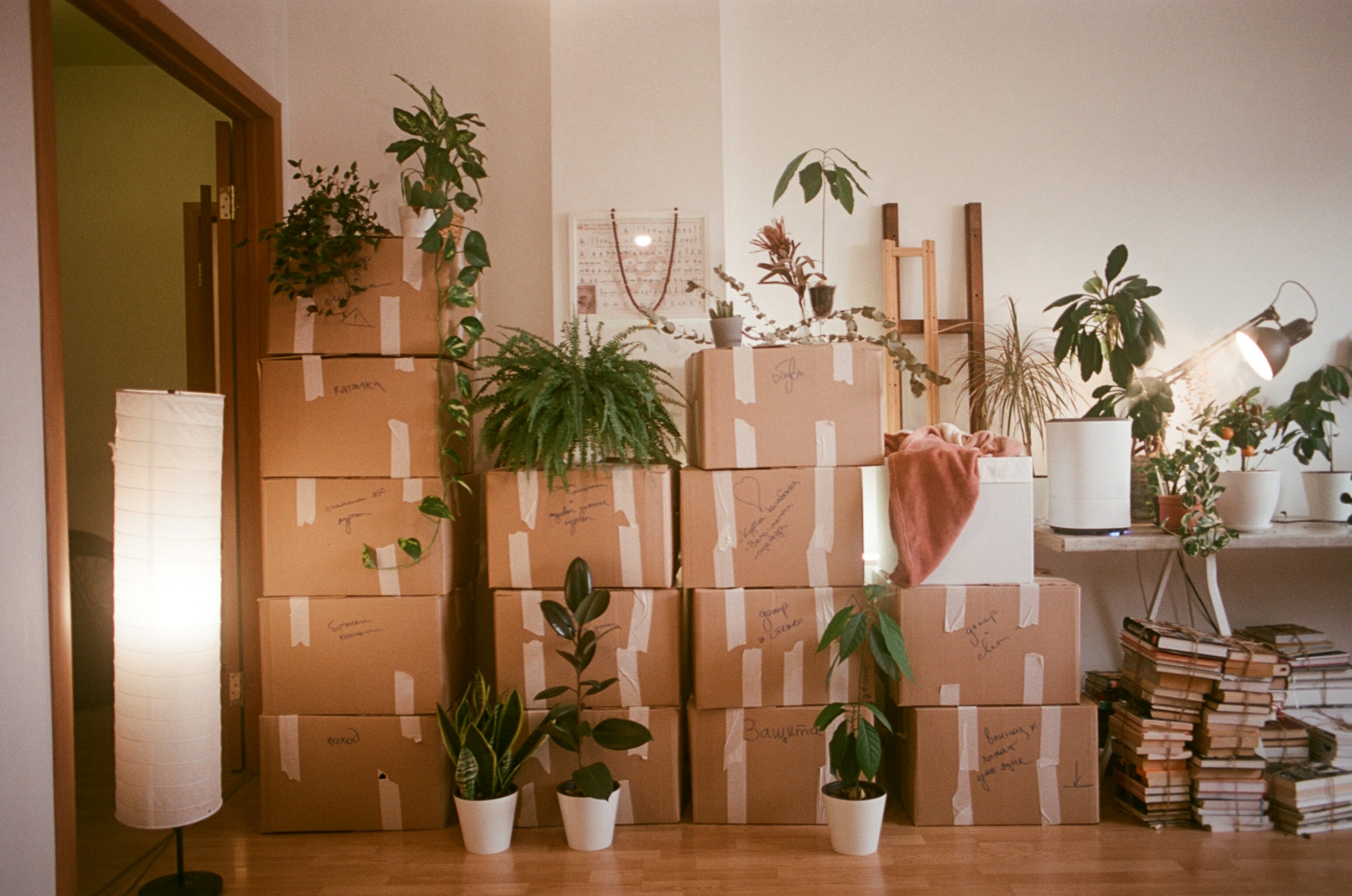 Gros lot de déménagement avec cartons empilés, plantes d’intérieur et lampe de bureau; ambiance de préparation, étagères et livres à côté. Étapes pour un déménagement réussi.